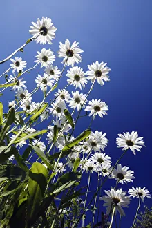 Marguerite (Leucanthemum vulgare) flowers, Bursfelde, Lower Saxony, Germany Marguerite (Leucanthemum vulgare) flowers, Bursfelde, Lower Saxony, Germany