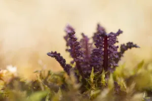 Marsh Lousewort (Pedicularis palustris) in close up, Schiermonnikoog, Friesland, The Netherlands Marsh Lousewort (Pedicularis palustris) in close up, Schiermonnikoog, Friesland, The Netherlands
