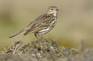 Outdoors Prints: Meadow Pipit (Anthus pratensis), Noord-Holland, The Netherlands