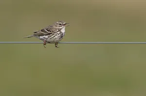 Meadow Pipit (Anthus pratensis) singing on a wire, Lauwersmeer Bantpolder, The Netherlands Meadow Pipit (Anthus pratensis) singing on a wire, Lauwersmeer Bantpolder, The Netherlands