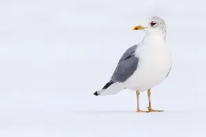 Mew Gull (Larus canus), Berlin, Germany