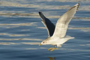 March Prints: Mew Gull (Larus canus brachyrhynchus) flying, Alaska, USA