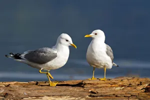 British Columbia Prints: Mew Gull (Larus canus), British Columbia, Canada