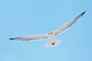 Berlin Prints: Mew Gull (Larus canus) flying, Berlin, Germany