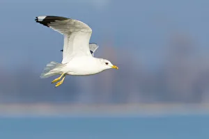 Laridae Prints: Mew Gull (Larus canus) flying, Thurgovia, Switzerland