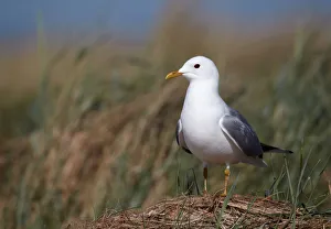 Laridae Prints: Mew Gull (Larus canus), Schleswig-Holstein, Germany