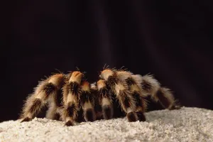 Mexican Red-knee Tarantula (Brachypelma smithi) portrait, Mexico Mexican Red-knee Tarantula (Brachypelma smithi) portrait, Mexico