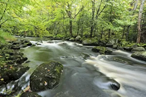Mickey Hill Creek flowing through deciduous forest, Nova Scotia, Canada Mickey Hill Creek flowing through deciduous forest, Nova Scotia, Canada
