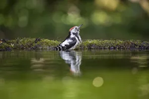 : Middle-spotted Woodpecker (Dendrocopos medius) bathing in a forest pool, Bekes, Hungary
