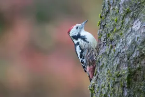 October Prints: Middle Spotted Woodpecker (Dendrocoptes medius) clinging to a tree, Upper Austria