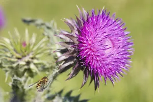 Insect Prints: Milk Thistle (Silybum marianum) flower with Hoverfly (Didea fasciata) settled on one of its leaves