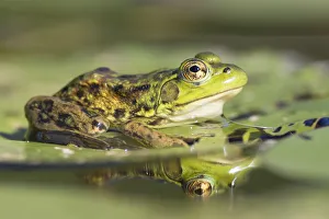 Mink Frog (Rana septentrionalis) on lily pad, Nova Scotia, Canada Mink Frog (Rana septentrionalis) on lily pad, Nova Scotia, Canada