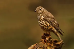 Mistle Thrush (Turdus viscivorus), Utrecht, The Netherlands