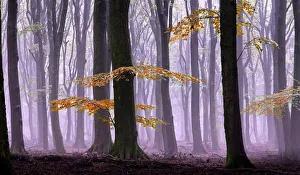 Misty autumn forest