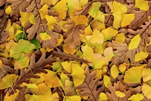 Autumn Prints: Mix of fallen Ginkgo (Ginkgo biloba) and Oak (Quercus sp)