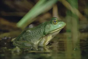 Wetland Prints: Montevideo Treefrog (Hyla pulchella), Ontario, Canada