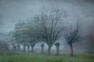 Moody landscape with pollared willows