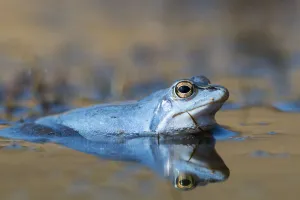 Blue Prints: Moor Frog (Rana arvalis), Bavaria, Germany