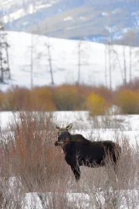 Cold Prints: Moose (Alces alces) bull in the snow, Yellowstone National Park, Wyoming, United States