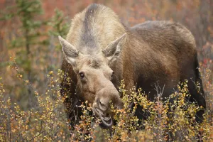 Moose (Alces alces) cow feeding on vegetation, Denali National Park and Preserve, Alaska, United States Moose (Alces alces) cow feeding on vegetation, Denali National Park and Preserve, Alaska, United States