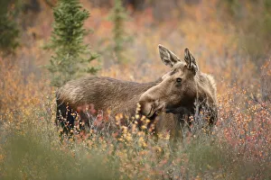 Moose (Alces alces) cow standing in vegetation, Denali National Park and Preserve, Alaska, United States Moose (Alces alces) cow standing in vegetation, Denali National Park and Preserve, Alaska, United States