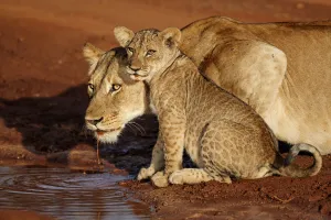 Drops Prints: A mother Lioness (Panthera leo) and one of her cubs are drinking in the early morning in