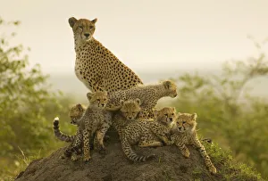 Mother and six young cheetah (Acynonyx jubatus) cubs resting on termite mound in early Mother and six young cheetah (Acynonyx jubatus) cubs resting on termite mound in early