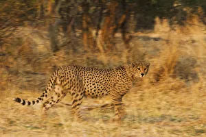 A motion-blur image of a running cheetah (Acinonyx jubatus), Botswana, Khwai River A motion-blur image of a running cheetah (Acinonyx jubatus), Botswana, Khwai River