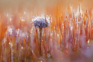 Mountain Moss Psilocybe (Deconica montana) and Bristly Haircap (Polytrichum piliferum) covered with ice crystals, Amsterdamse Waterleidingduinen, Noord-Holland