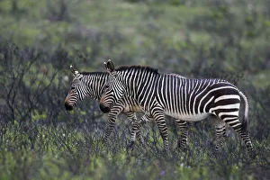 Mountain Zebra (Equus zebra) pair, Bontebok National Park, South Africa, South Africa Mountain Zebra (Equus zebra) pair, Bontebok National Park, South Africa, South Africa