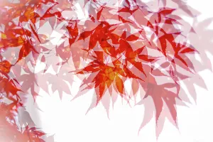Creative Prints: Multiple exposure of the foliage of the Japanese Maple (Acer palmatum)