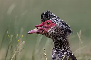 Muscovy Duck (Cairina moschata) portrait, Noord Brabant, Netherlands Muscovy Duck (Cairina moschata) portrait, Noord Brabant, Netherlands