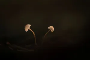 Creative Prints: Two mushrooms against a black background, The Netherlands