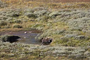 September Prints: muskox (Ovibos moschatus) male in litle pond in landscape, Dovrefjell, Kongsvoll, Norway