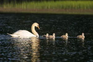 Serene Prints: Mute swan (Cygnus olor) with cygnets on lake, Tartu region, Estonia, Tartu region