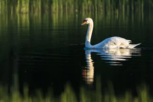 Serene Prints: Mute swan (Cygnus olor) at edge of lake, Tartu region, Estonia, Tartu region, Estonia