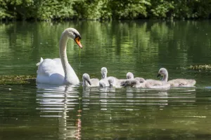 Waterfowl Prints: Mute Swan (Cygnus olor) parent with cygnets, Bavaria, Germany