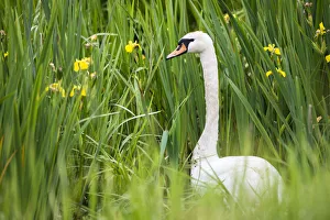 Serene Prints: Mute swan (Cygnus olor) amongst yellow flag (Iris pseudacorus), Tartu region, Estonia