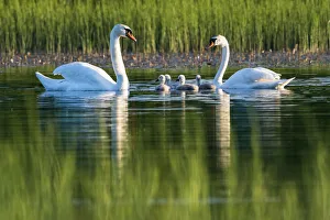 Mute swans (Cygnus olor) with cygnets at edge of lake, Tartu region, Estonia, Tartu region