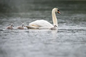 Mute swans (Cygnus olor) with cygnets on lake in rain, Tartu region, Estonia, Tartu region Mute swans (Cygnus olor) with cygnets on lake in rain, Tartu region, Estonia, Tartu region
