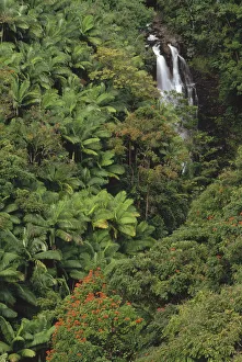 Native and exotic rainforest vegetation in Nanue River Valley, Hawaii Native and exotic rainforest vegetation in Nanue River Valley, Hawaii