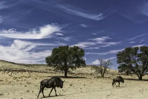 Northern Cape Prints: Northern Cape, South-Africa