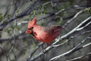 Northern Cardinal (Cardinalis cardinalis) close-up, alert and perching on twig, North Northern Cardinal (Cardinalis cardinalis) close-up, alert and perching on twig, North