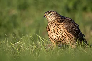 Northern Goshawk (Accipiter Gentilis) perched in a meadow looking at camera, Wezep, Gelderland, the Netherlands Northern Goshawk (Accipiter Gentilis) perched in a meadow looking at camera, Wezep, Gelderland, the Netherlands