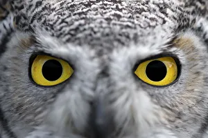 Northern Great Horned-owl (Bubo Virginianus subarticus) close-up eyes looking at camera