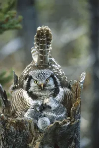 Northern Hawk Owl (Surnia ulula) at nest with chicks, Alaska Northern Hawk Owl (Surnia ulula) at nest with chicks, Alaska