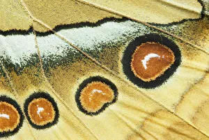 Northern Jungle Queen (Stichophthalma camadeva) female, India Northern Jungle Queen (Stichophthalma camadeva) female, India