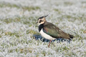 Northern Lapwing (Vanellus vanellus) resting on frozen meadow, polder Arkemheen, The Netherlands Northern Lapwing (Vanellus vanellus) resting on frozen meadow, polder Arkemheen, The Netherlands