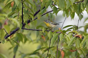 Northern Prints: Northern Parula (Setophaga americana) in autumn, Canada