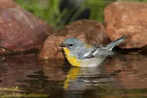 Northern Parula (Setophaga americana) bathing, Rio Grande Valley, Texas Northern Parula (Setophaga americana) bathing, Rio Grande Valley, Texas